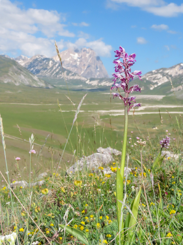 Orchis militaris, photograph 6