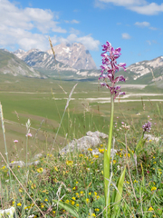 Orchis militaris, photograph (c) Emanuele Santarelli, some rights reserved (CC BY-SA)