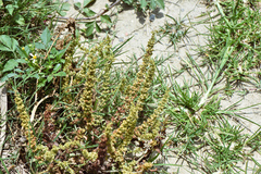 Rumex dentatus