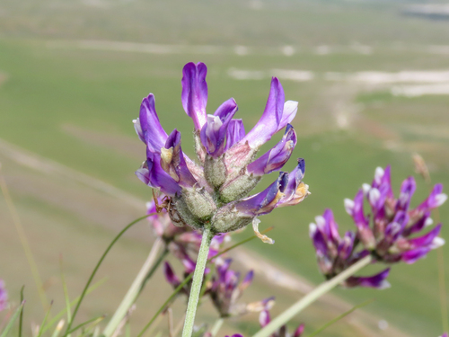 Astragalus vesicarius, photograph 1