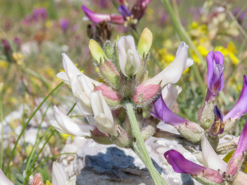 Astragalus vesicarius, photograph 2