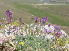 Astragalus vesicarius, photograph (c) Emanuele Santarelli, some rights reserved (CC BY-SA)