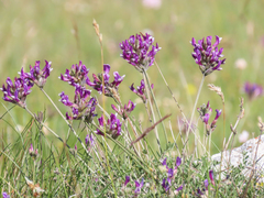 Astragalus vesicarius