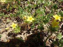 Leptosiphon acicularis