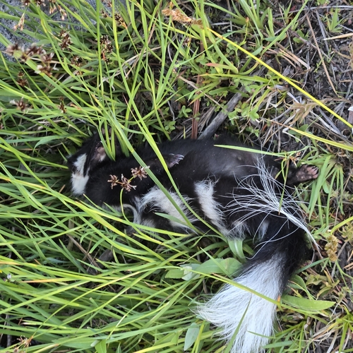 Western Spotted Skunk observed by rreams