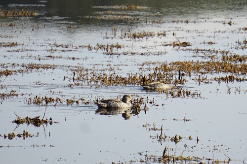 iNaturalist image