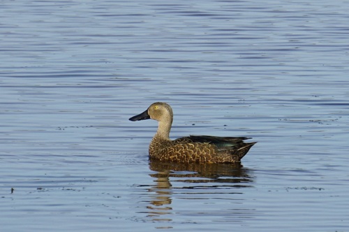 iNaturalist: (c) emaitken99, some rights reserved (CC BY-NC) iNaturalist image