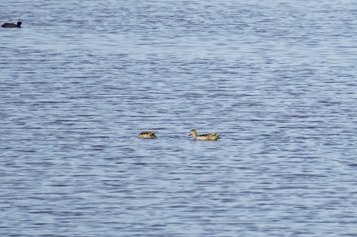 iNaturalist image