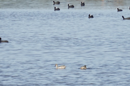 iNaturalist image