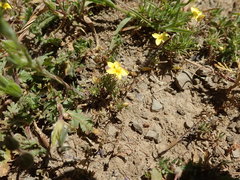 Leptosiphon acicularis