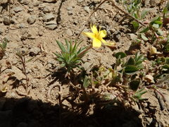 Leptosiphon acicularis