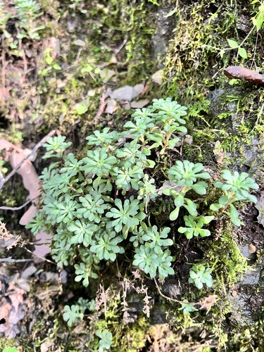 Sedum glaucophyllum, photograph 4