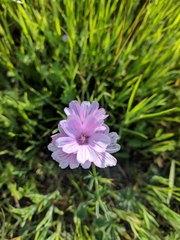 Sidalcea malviflora malviflora