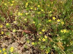 Leptosiphon acicularis