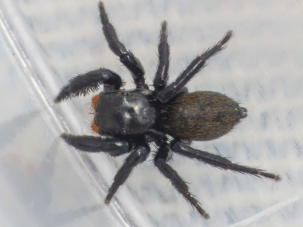 Euophrys alticola