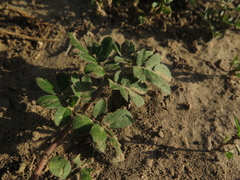 Kallstroemia
