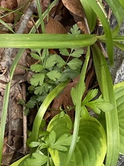 Geum vernum