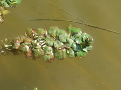 Ludwigia helminthorrhiza