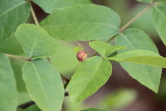 Phylloxera spinosa