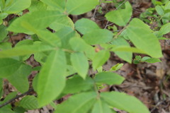 Phylloxera spinosa