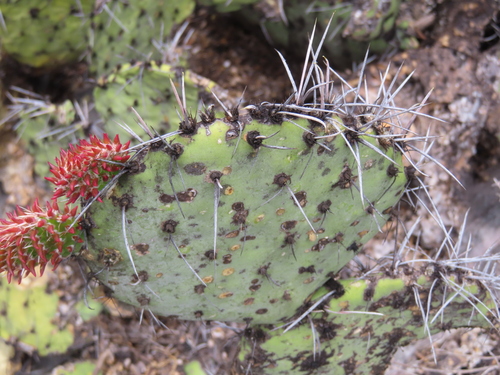 Opuntia stenopetala