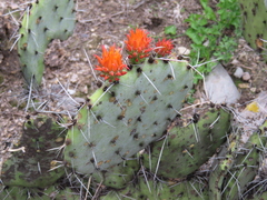 Opuntia stenopetala, photograph (c) Ulises Pinedo, some rights reserved (CC BY)