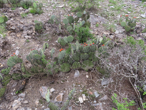 Opuntia stenopetala, photograph 1