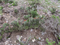 Opuntia stenopetala, photograph (c) Ulises Pinedo, some rights reserved (CC BY)