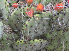 Opuntia stenopetala, photograph (c) Ulises Pinedo, some rights reserved (CC BY)
