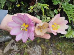 Passiflora cumbalensis, photograph (c) Yannick Pochon, some rights reserved (CC BY)