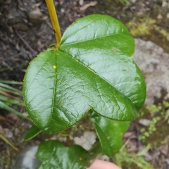 Passiflora cumbalensis, photograph (c) Yannick Pochon, some rights reserved (CC BY)