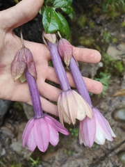 Passiflora cumbalensis, photograph (c) Yannick Pochon, some rights reserved (CC BY)