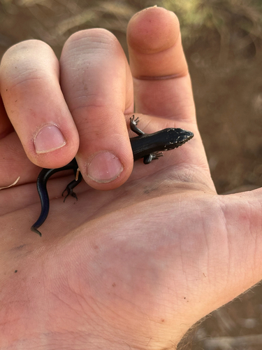 Great Plains Skink