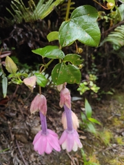Passiflora cumbalensis, photograph (c) Yannick Pochon, some rights reserved (CC BY)