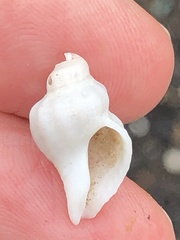 Urosalpinx cinerea image