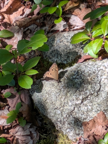 Northern Pearly-eye