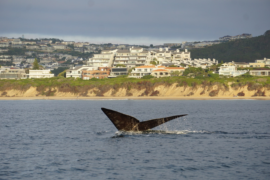 Eubalaena australis
