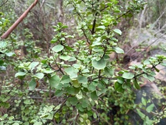 Prostanthera rotundifolia, photograph (c) grampianshiker, some rights reserved (CC BY)