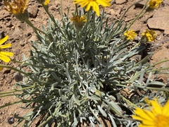 Erigeron linearis, photograph (c) James H. Thomas, some rights reserved (CC BY)