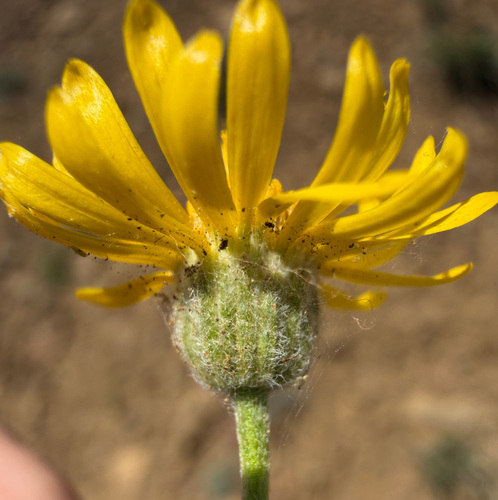 Erigeron linearis, photograph 2