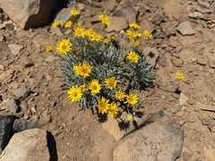 Erigeron linearis