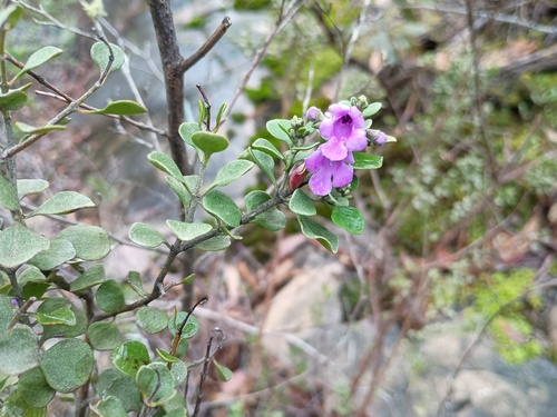 Prostanthera rotundifolia, photograph 3