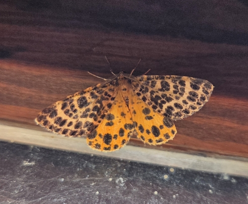 Spotted Beauty