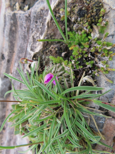 Pelecyphora aselliformis