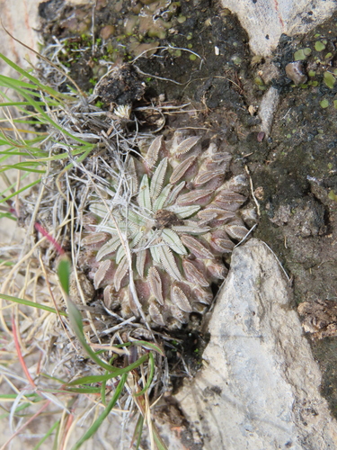 Pelecyphora aselliformis