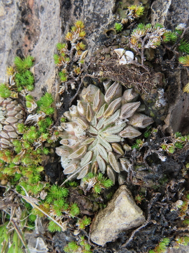 Pelecyphora aselliformis