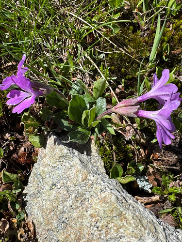 Primula integrifolia, photograph 4