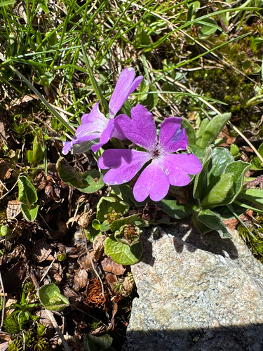 Primula integrifolia, photograph 3