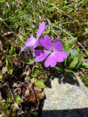 Primula integrifolia, photograph (c) Terry Instone, some rights reserved (CC BY)