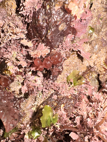 Erythrocystis saccata observed 2026-07-14